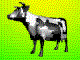 black and white cow